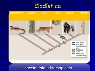 Cladística
Salamandro    Lagarto   Tigre   Sapo   Gorila   Homem




             Parcimônia e Homoplasia
 