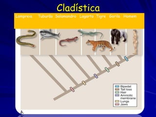 Cladística
Lampreia   Tuburão Salamandro Lagarto Tigre Gorila Homem
 