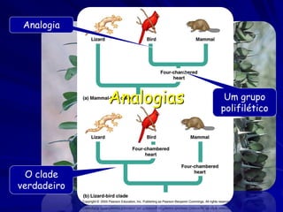 Analogia




             Analogias    Um grupo
                         polifilético




 O clade
verdadeiro
 
