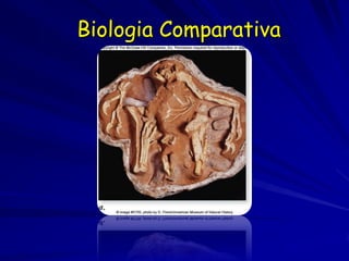 Biologia Comparativa
 