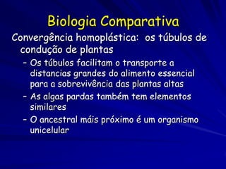 Biologia Comparativa
Convergência homoplástica: os túbulos de
 condução de plantas
  – Os túbulos facilitam o transporte a
    distancias grandes do alimento essencial
    para a sobrevivência das plantas altas
  – As algas pardas também tem elementos
    similares
  – O ancestral máis próximo é um organismo
    unicelular
 