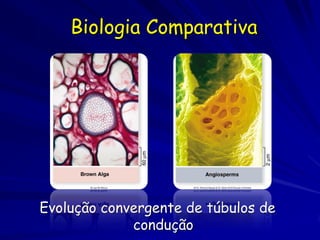 Biologia Comparativa




Evolução convergente de túbulos de
             condução
 