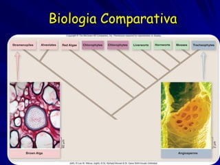 Biologia Comparativa




                       74
 