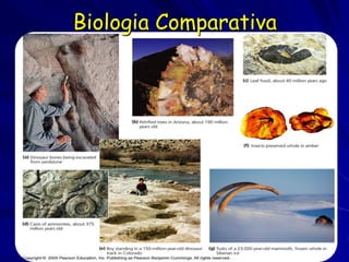 Biologia Comparativa



         Fosseis
 