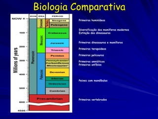 Biologia Comparativa
         Primeiros hominídeos


         Diversificação dos mamíferos modernos
         Extinção dos dinossauros


         Primeiros dinossauros e mamíferos

         Primeiros terapsideos

         Primeiros pelicouros

         Primeiros amnióticos
         Primeiros anfíbios




         Peixes com mandíbulas




         Primeiros vertebrados
 