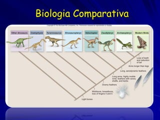 Biologia Comparativa
 