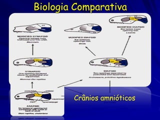 Biologia Comparativa




        Crânios amnióticos
 