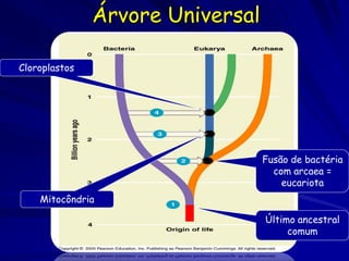 Árvore Universal

Cloroplastos




                                  Fusão de bactéria
                                    com arcaea =
                                      eucariota
    Mitocôndria

                                  Último ancestral
                                       comum
 