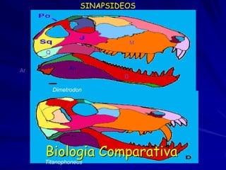 SINAPSIDEOS



                               M
     Q


Ar            An
                           D

         Dimetrodon




     Biologia Comparativa
     Titanophoneus
 