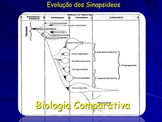 Evolução dos Sinapsideos




Biologia Comparativa
 