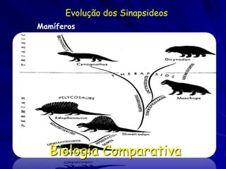 Evolução dos Sinapsideos
Mamíferos




  Biologia Comparativa
 
