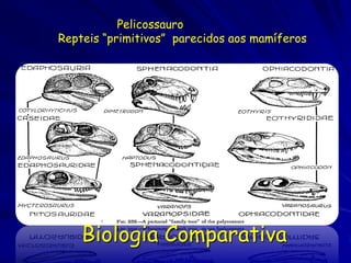 Pelicossauro
Repteis “primitivos” parecidos aos mamíferos




    Biologia Comparativa
 