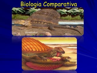 Biologia Comparativa



 Dimetrodon
 