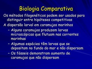Biologia Comparativa
Os métodos filogenéticos podem ser usados para
  distinguir entre hipóteses competitivas
A dispersão larval em caramujos marinhos
   – Alguns caramujos produzem larvas
     microscópicas que flutuam nas correntes
     marinhas
   – Algumas espécies têm larvas que se
     depositam no fundo do mar e não dispersam
   – Os fósseis demonstram aumento de
     caramujos que não dispersam
 