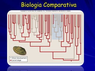 Biologia Comparativa
 