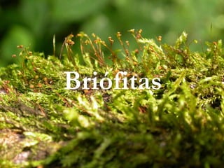 Briófitas
 
