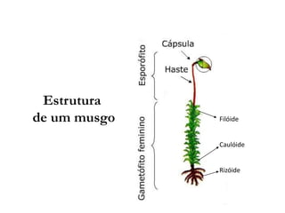 Estrutura
de um musgo Filóide
Caulóide
Rizóide
 