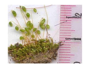 Esporófito(2n)
Gametófito(n)
 