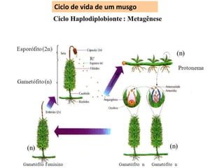 Ciclo de vida de um musgo
 