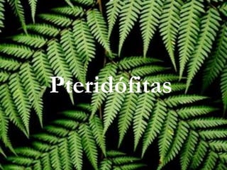 Pteridófitas
 