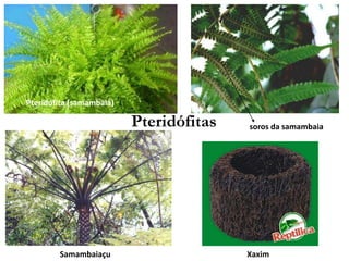 Pteridófita (samambaia)
soros da samambaia
Samambaiaçu
Pteridófitas
Xaxim
 