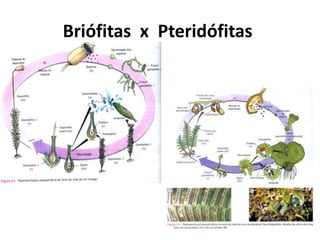 Briófitas x Pteridófitas
 