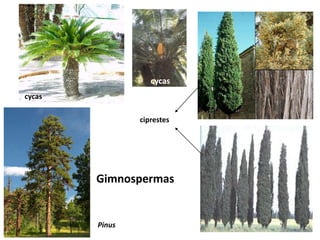 cycas
ciprestes
Gimnospermas
Pinus
cycas
 