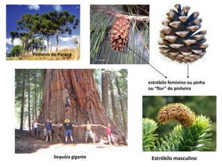 Pinheiro do Paraná
estróbilo feminino ou pinha
ou “flor” do pinheiro
Sequóia gigante Estróbilo masculino
 