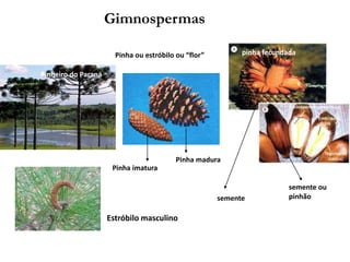 Pinheiro do Paraná
Pinha imatura
Pinha madura
Pinha ou estróbilo ou “flor” pinha fecundada
semente
semente ou
pinhão
Gimnospermas
Estróbilo masculino
 