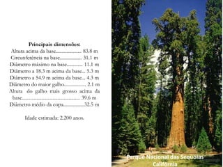 Parque Nacional das Sequóias
Califórnia
Principais dimensões:
Altura acima da base..................... 83.8 m
Circunferência na base.................. 31.1 m
Diâmetro máximo na base............. 11.1 m
Diâmetro a 18.3 m acima da base... 5.3 m
Diâmetro a 54.9 m acima da base... 4.3 m
Diâmetro do maior galho.................. 2.1 m
Altura do galho mais grosso acima da
base............................................... 39.6 m
Diâmetro médio da copa.................32.5 m
Idade estimada: 2.200 anos.
 