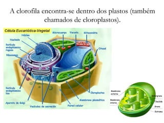 A clorofila encontra-se dentro dos plastos (também
chamados de cloroplastos).
 