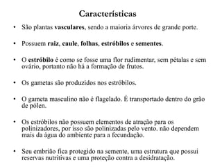 Características
• São plantas vasculares, sendo a maioria árvores de grande porte.
• Possuem raiz, caule, folhas, estróbilos e sementes.
• O estróbilo é como se fosse uma flor rudimentar, sem pétalas e sem
ovário, portanto não há a formação de frutos.
• Os gametas são produzidos nos estróbilos.
• O gameta masculino não é flagelado. É transportado dentro do grão
de pólen.
• Os estróbilos não possuem elementos de atração para os
polinizadores, por isso são polinizadas pelo vento. não dependem
mais da água do ambiente para a fecundação.
• Seu embrião fica protegido na semente, uma estrutura que possui
reservas nutritivas e uma proteção contra a desidratação.
 