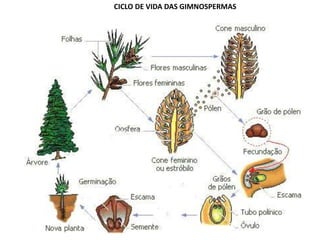 CICLO DE VIDA DAS GIMNOSPERMAS
 