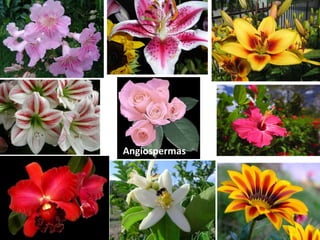 Angiospermas
 