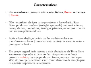 Características
• São vasculares e possuem raiz, caule, folhas, flores, sementes
e frutos.
• Não necessitam da água para que ocorra a fecundação. Suas
flores produzem o néctar (solução açucarada) que atrai animais,
como, abelhas, borboletas, formigas, pássaros, morcegos e outros
que acabam polinizando-as.
• Após a fecundação, o ovário da flor se desenvolve e se
transforma em fruto (com a semente dentro). A semente nutre e
protege o embrião.
• É o grupo vegetal mais recente e mais abundante da Terra. Esse
sucesso na dispersão se deve ao fato de que todas as flores
possuem ovários, ou seja, produzem frutos, uma estrutura que
além de proteger a semente serve como elemento de atração para
os animais dispersores de sementes.
 