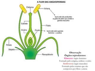 Observação
Órgãos reprodutores:
Gineceu: órgão feminino
Formado pelo estigma, estilete e ovário
Androceu: órgão masculino
Formado pelos estames que são
compostos por filete e antera
local onde são produzidos
os grãos de pólen que contêm o
gameta masculino
local onde está o gameta
feminino – a oosfera
A FLOR DAS ANGIOSPERMAS
 