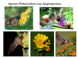 Agentes Polinizadores nas Angiospermas
 