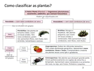 Como classificar as plantas?
2
 