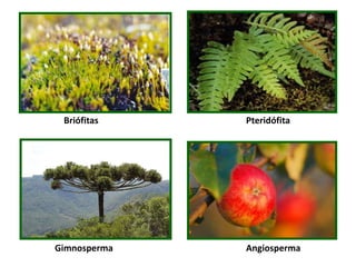 Gimnosperma
Briófitas
hepáticas
Angiosperma
Pteridófita
 