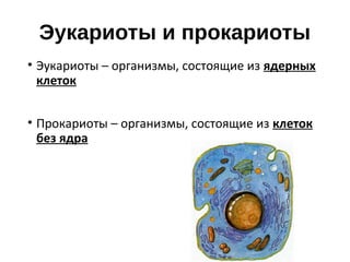 Эукариоты и прокариоты
• Эукариоты – организмы, состоящие из ядерных
клеток
• Прокариоты – организмы, состоящие из клеток
без ядра
 