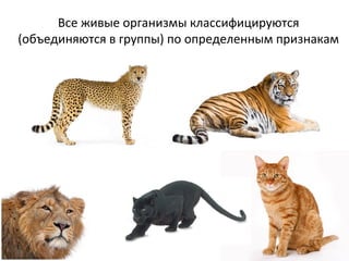 Все живые организмы классифицируются
(объединяются в группы) по определенным признакам
 