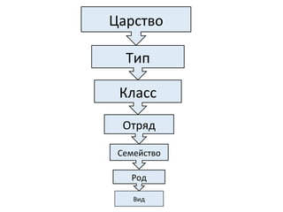 Царство
Тип
Класс
Отряд
Семейство
Род
Вид
 