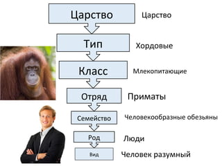 Царство
Тип
Класс
Отряд
Семейство
Род
Вид Человек разумный
Люди
Человекообразные обезьяны
Приматы
Млекопитающие
Хордовые
Царство
 