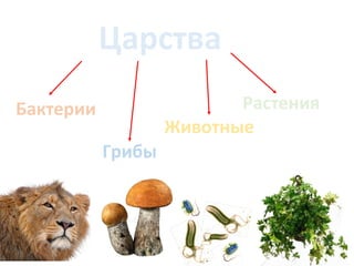Царства
Бактерии
Грибы
Животные
Растения
 