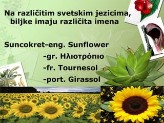 Na različitim svetskim jezicima,
biljke imaju različita imena
Suncokret-eng. Sunflower
-gr. Ηλιοτρόπιο
-fr. Tournesol
-port. Girassol
 