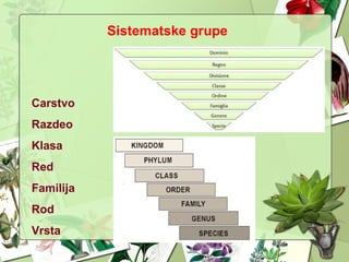 Sistematske grupe
Carstvo
Razdeo
Klasa
Red
Familija
Rod
Vrsta
 