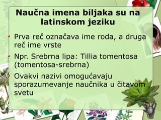 Naučna imena biljaka su na
latinskom jeziku
Prva reč označava ime roda, a druga
reč ime vrste
Npr. Srebrna lipa: Tillia tomentosa
(tomentosa-srebrna)
Ovakvi nazivi omogućavaju
sporazumevanje naučnika u čitavom
svetu
 