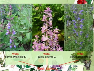 Vrsta:
Salvia officinalis L.
Vrsta:
Salvia sclarea L.
Vrsta:
Salvia pratensis L.
Rod: Salvia L.
 