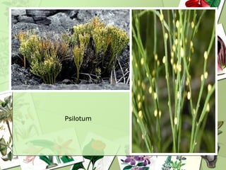 Psilotum
 