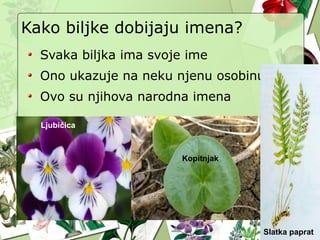 Kako biljke dobijaju imena?
Svaka biljka ima svoje ime
Ono ukazuje na neku njenu osobinu
Ovo su njihova narodna imena
Ljubičica
Kopitnjak
Slatka paprat
 
